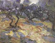 Olive Trees:Bright Blue Sky (nn04), Vincent Van Gogh